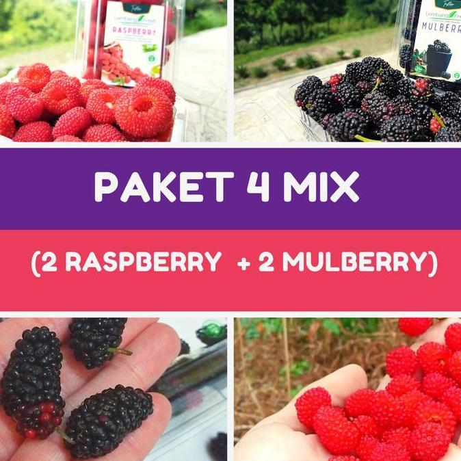 paket 4 mix Raspberry Mulberry buah Fresh Lembang