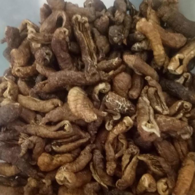 keripik teripang 250grm 35000