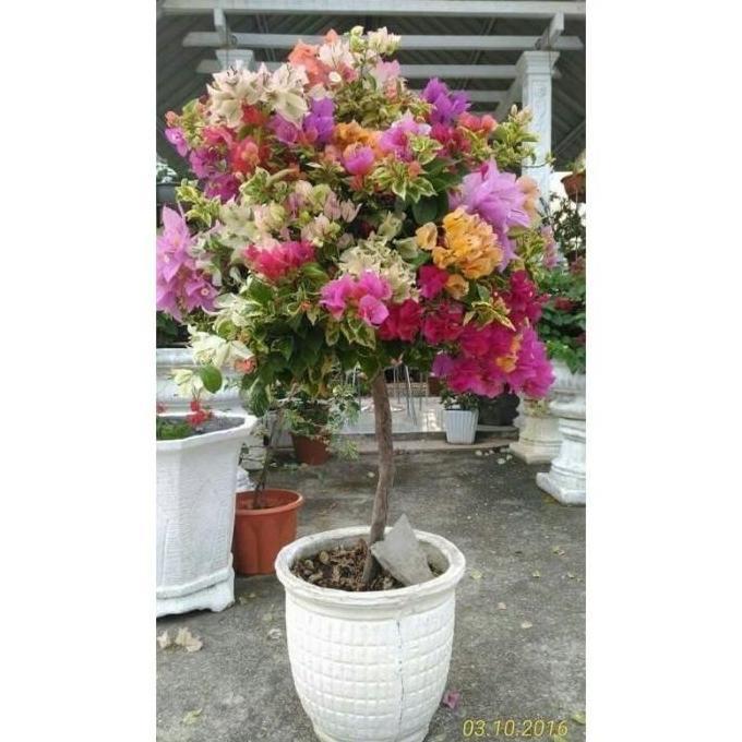 Tanaman hias bugenvil bunga kertas / tanaman bugenvil import / bunga bugenvil / bunga hias bougenvil