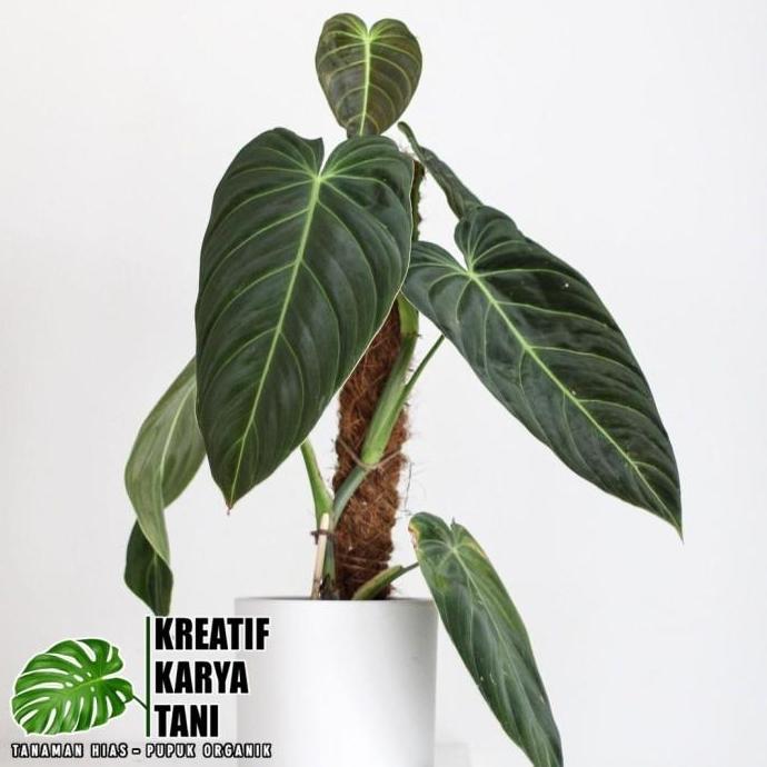 Tanaman hias philodendron melano - Philodendron melano crysum