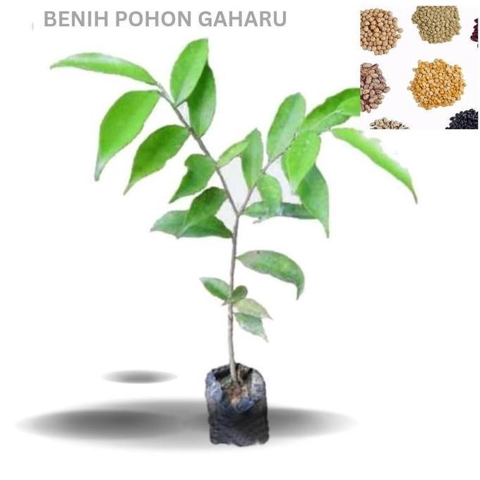Benih Pohon Gaharu (Bbt Pohon Gaharu)-Kayu Wangi Surgawi