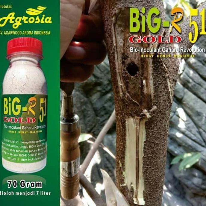 Big R Gold 70 gr - pembentuk gubal gaharu