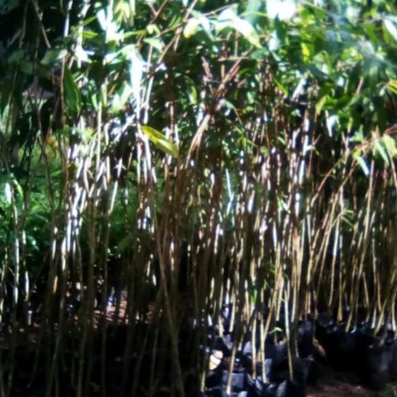 BIBIT KAYU GAHARU 120CM //POHON GAHARU // GAHARU