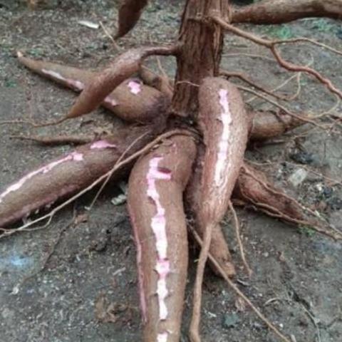 (Allthebest) BIBIT POHON SINGKONG || JENIS MANGGU 10 batang