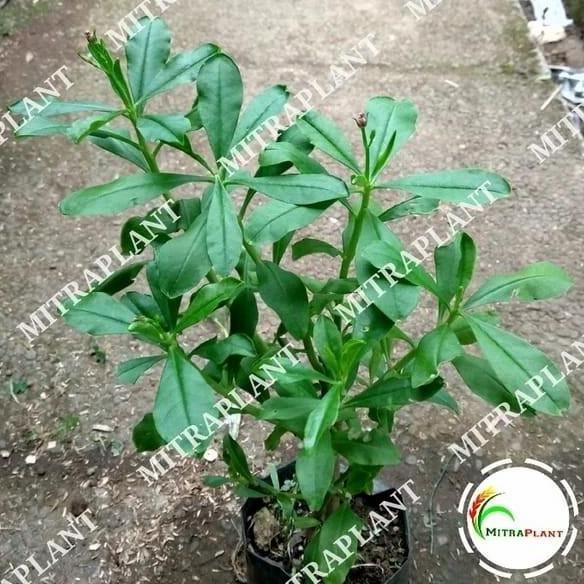 (Allthebest) Bibit Tanaman Ginseng Jawa - Pohon Ginseng Jawa - Tanaman Herbal