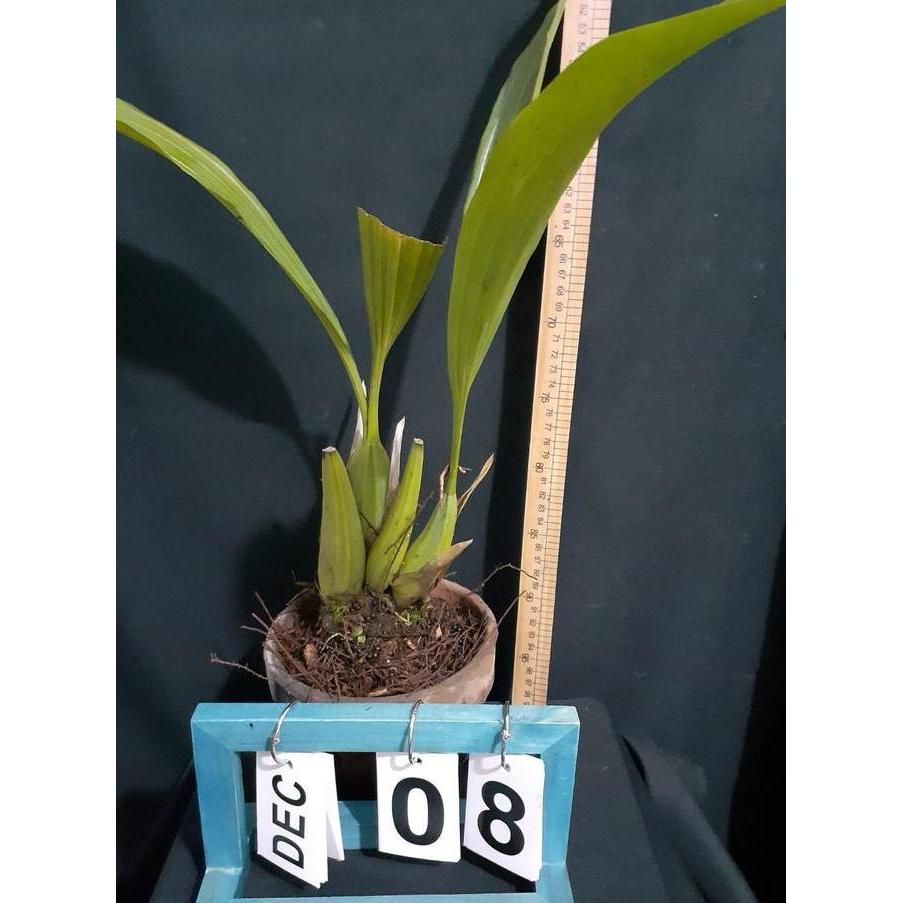 Lansungkirim- [ Dewasa ] Coelogyne Asperata Anggrek Mutiara Eksotis Dari Kalimantan, Siap Berbunga