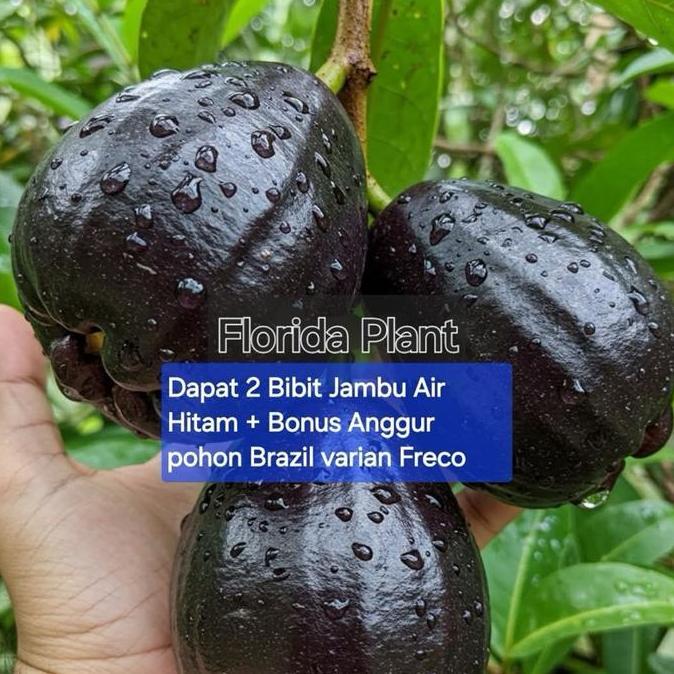 Bibit Jambu Air Hitam Black Guava