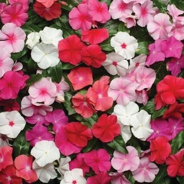 Bibit Benih Biji Bunga Gantung Vinca Mix Warna Tapak Dara Mudah Tumbuh valid