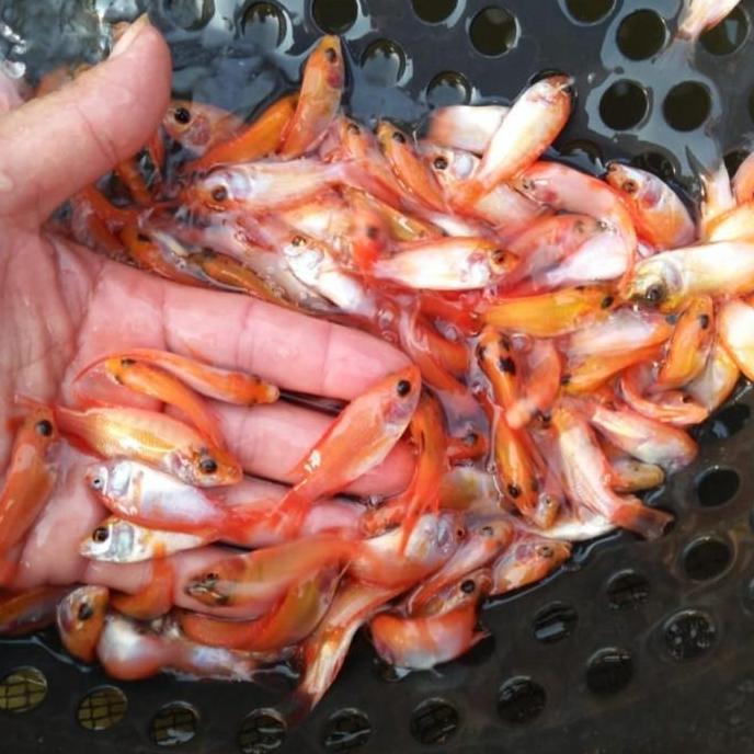 bibit ikan nila bangkok merah