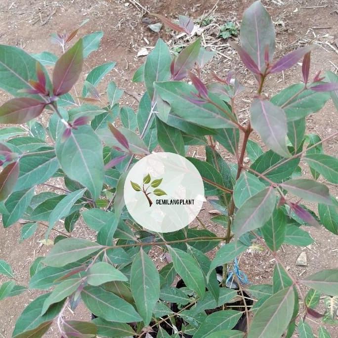 Bibit tanaman eucalyptus - Pohon kayu eucalyptus - Pohon rainbow