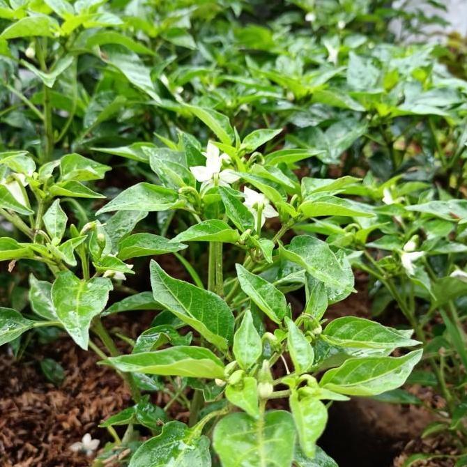 bibit tanaman pohon cengek, gojek/grab only, bibit cengek domba