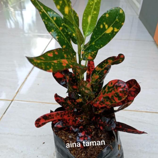 POHON PURING TERI DAUN MERAH-tanaman puring teri daun merah