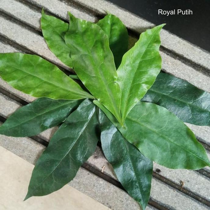 DAUN JARUM TUJUH BINTANG / TUJUH JARUM / TUJUH DURI PER LEMBAR