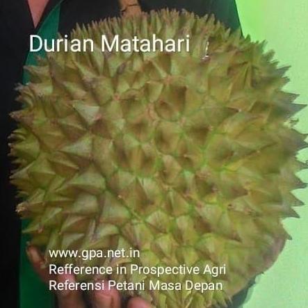 Entres Durian Matahari (5 Entres)