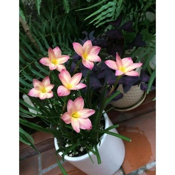 Tanaman Hias Lili Hujan Bunga Hidup Rain lily Hujan / Tanaman Hias Hidup Kucai Tulip / Bunga hidup k