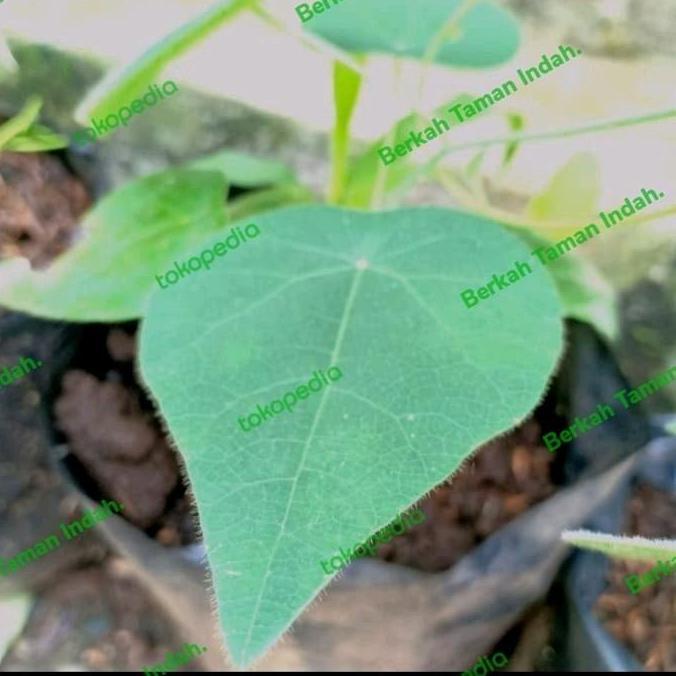 Bibit Tanaman Cincau Bulu Hijau - Pohon Daun Cincau Bulu Rambat