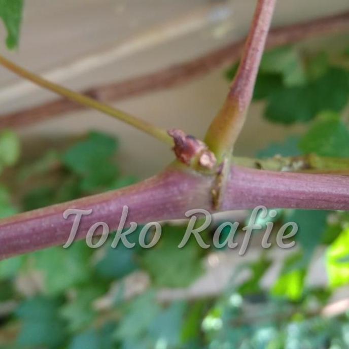 Entres Anggur Import Transfigurasi Trans, Mata Tunas. Hrg per 1 Matun