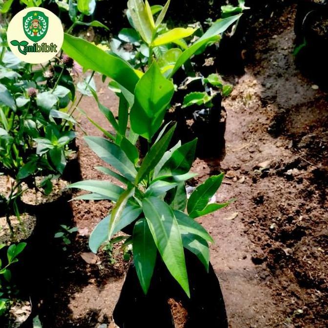 Bibit pohon jambu air citra merah cangkok cepat berbuah/ tabulampot