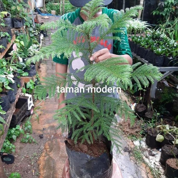 POHON CEMARA NORFOLK-tanaman cemara norfolk