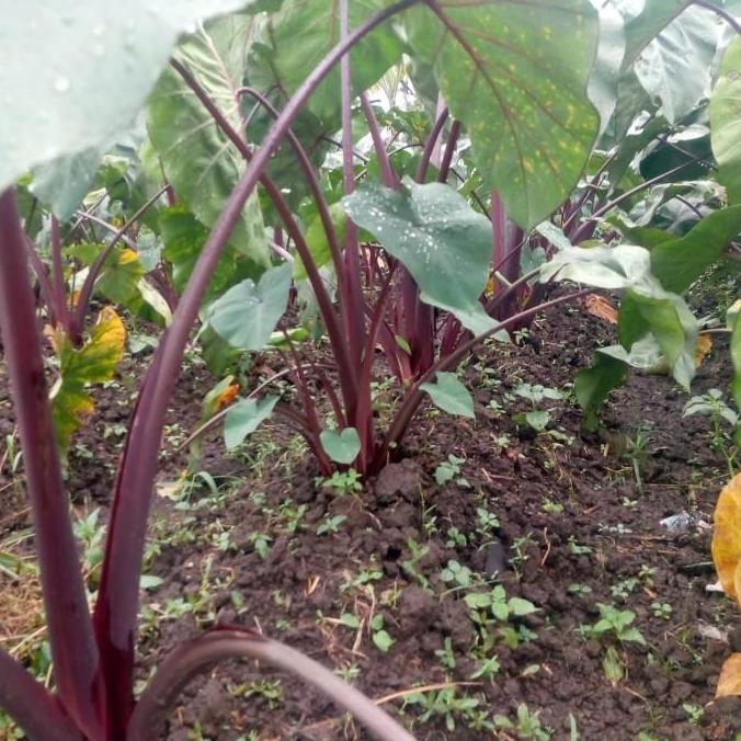 bibit talas jepang merah