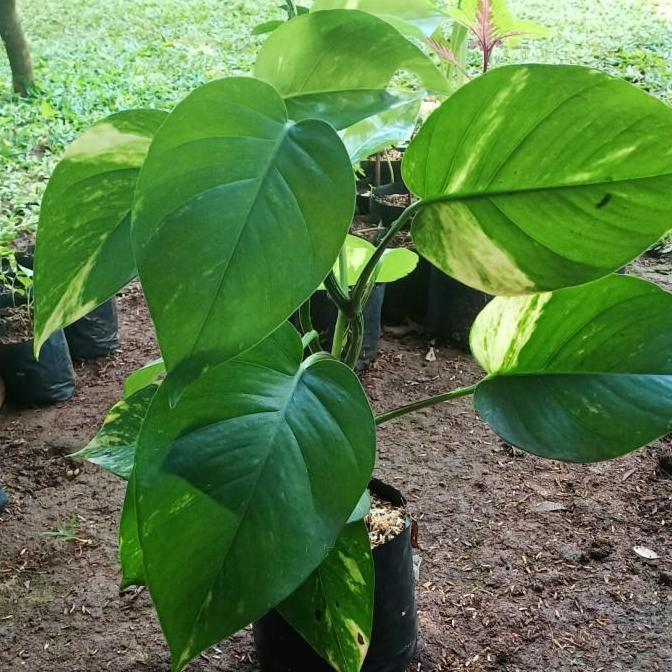 Tanaman Sirih Gading Daun Besar - Sirih Gading Jumbo