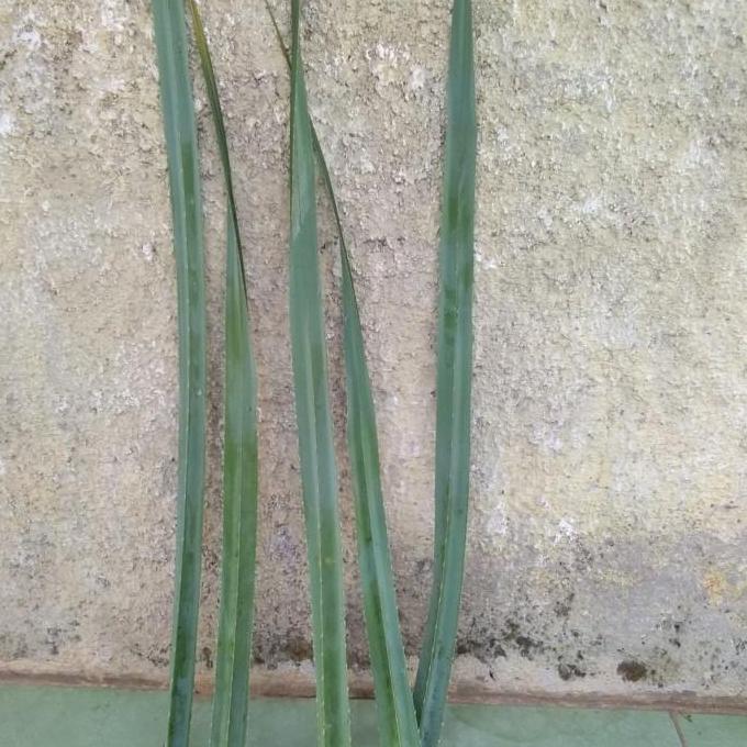 Daun pandan duri/pandan tikar.