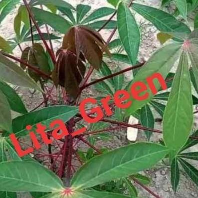 BIBIT POHON SINGKONG || JENIS MANGGU 10 batang