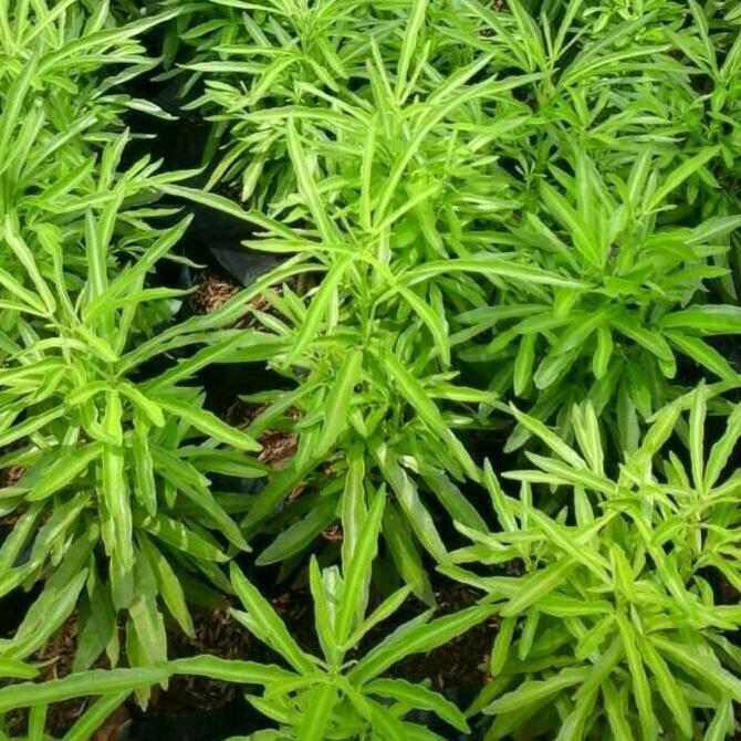 Tanaman Zodia Anti Nyamuk | Pohon zodiak/zodia | Tanaman Hias Zodia