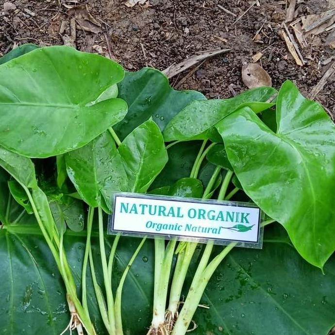 BIBIT TALAS SENTE BESAR Murah