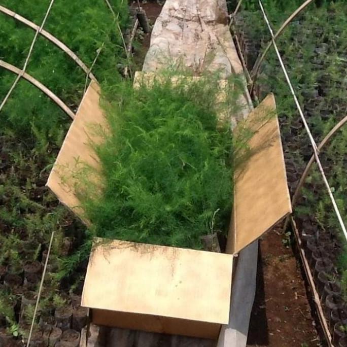 bibit asparagus siap tanam