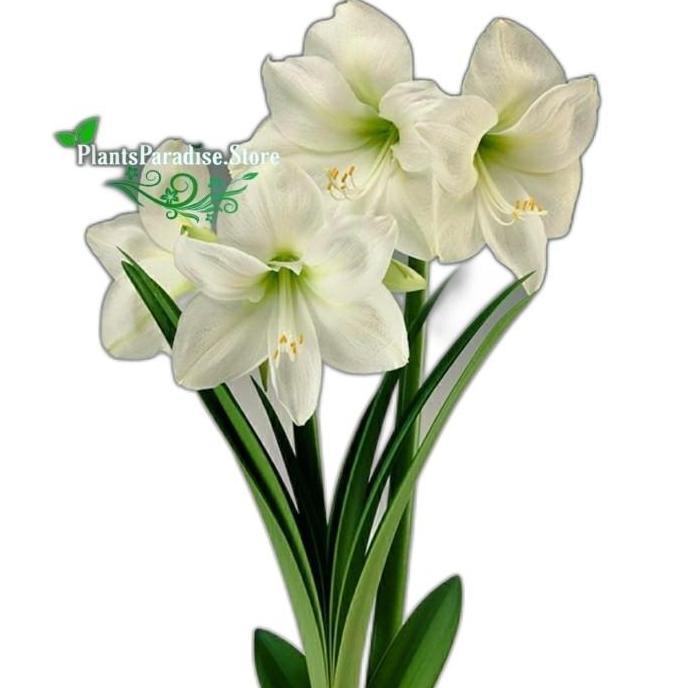 Tanaman hias bakung amarilis bunga Putih - Pohon Bakung bunga putih