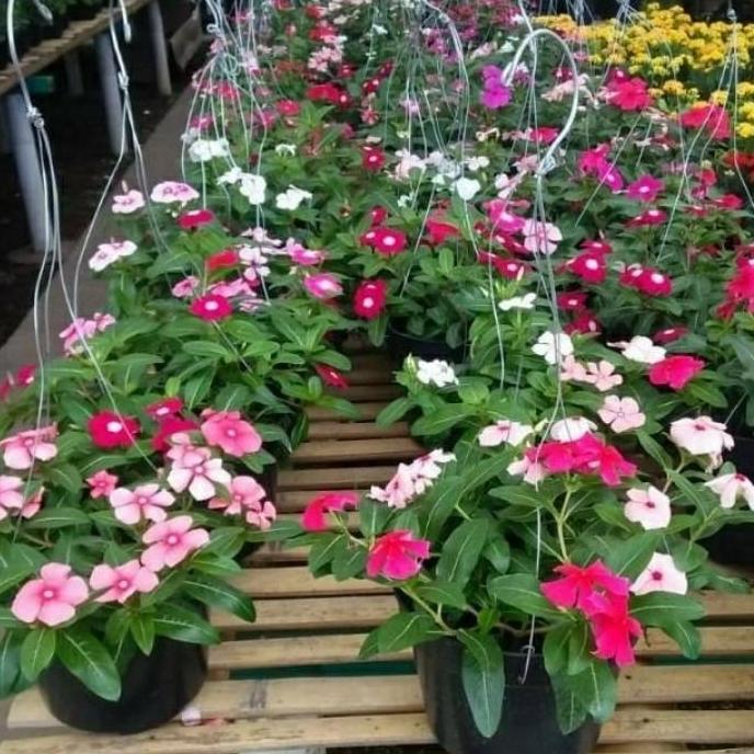 TANAMAN HIAS BUNGA VINCA GANTUNG + POT