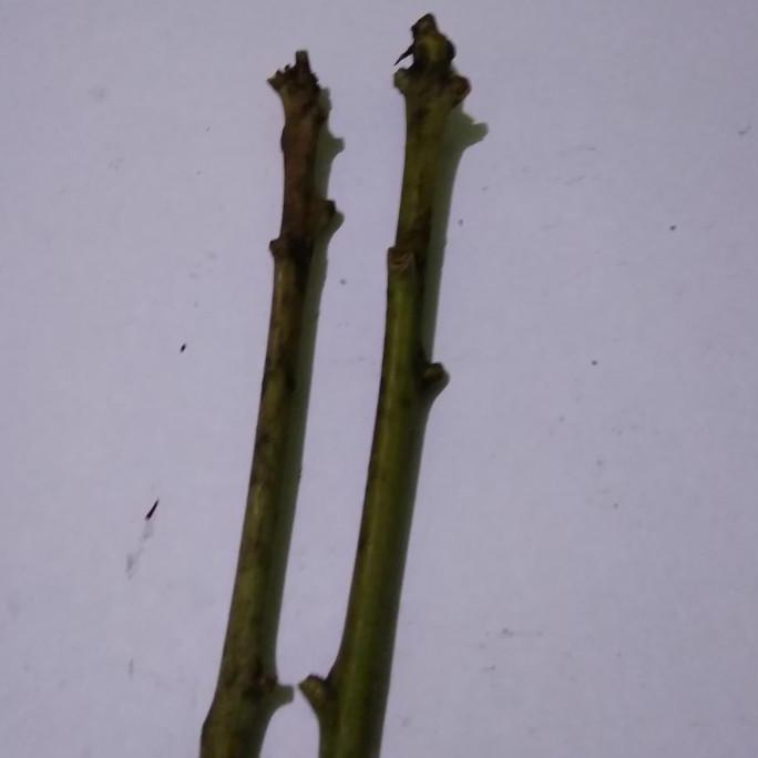 Paket Entres Mangga 4-6 batang