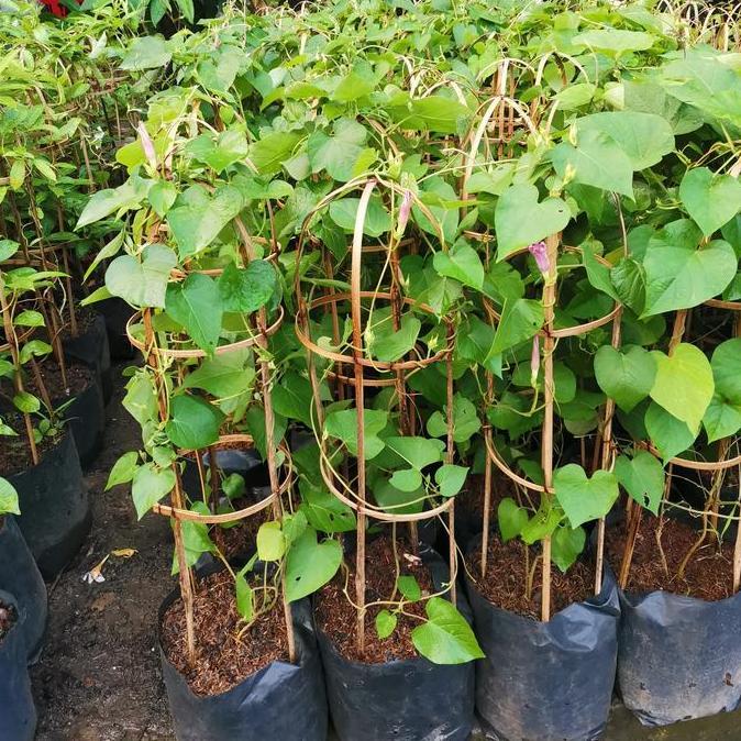 Grdx- Tanaman Alamanda Kuning/ Alamanda Merah/ Alamanda Putih/ Alamanda Ungu