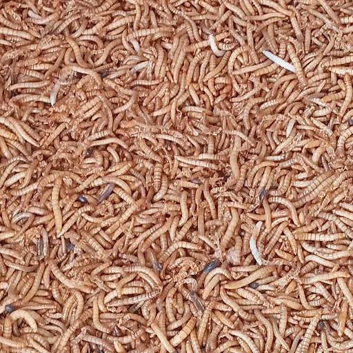 Bridwoi- Ulat Hongkong Hidup 1 Kg