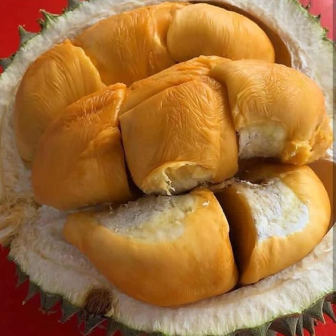 Bibit durian duri hitam kaki 3 - durian ochee