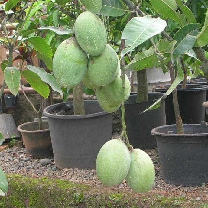 Bibit Mangga Manalagi Super