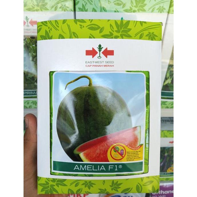 Benih AMELIA F1 (360 Biji) - Bibit Semangka Non Biji Cap Panah Merah