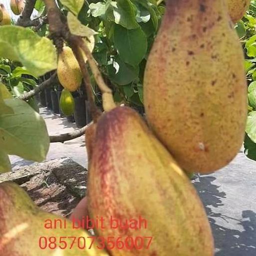 Bibit alpukat yellow vietnam