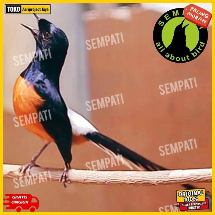 New Sempati Vitamin Burung Super Moulting Nutribird Obat Burung Mabung Ngurak Nyulam Rontok Bulu Sup