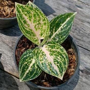 Terlaris Tanaman Hias Aglaonema Aglonema Widuri Putih Tulang Merah Witurah