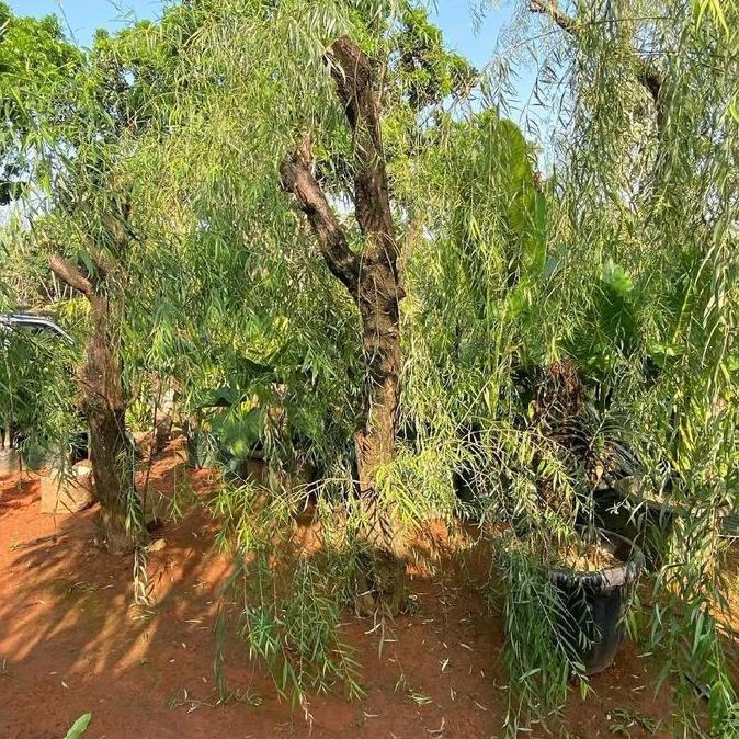 Terlaris Pohon Liang Liu / Tanaman Pohon Liang Liu (Janda Merana) / Tanaman Peneduh Pohon Liang Liu 