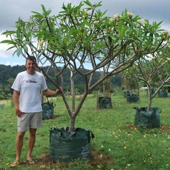 Terlaris Tanaman Kamboja Bali Batang Beser Tinggi 2 -3 Meter Bonsai Pohon