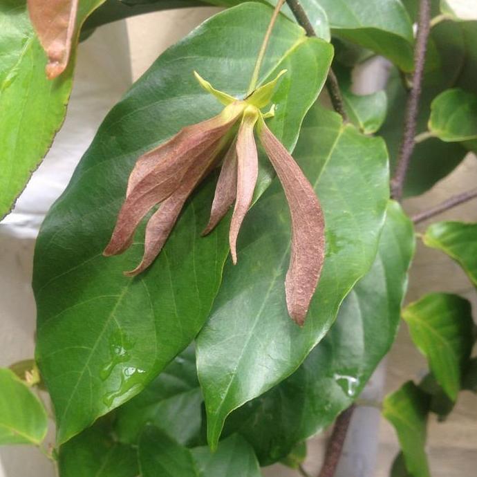 Terlaris Bibit Tanaman Kenanga Merah Langka Wangi