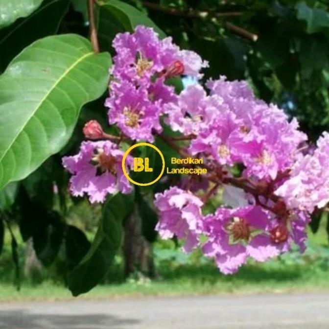 Terlaris Bibit Pohon Bungur Pohon Bunga Sakura Indonesia Bunga Lagerstroemia