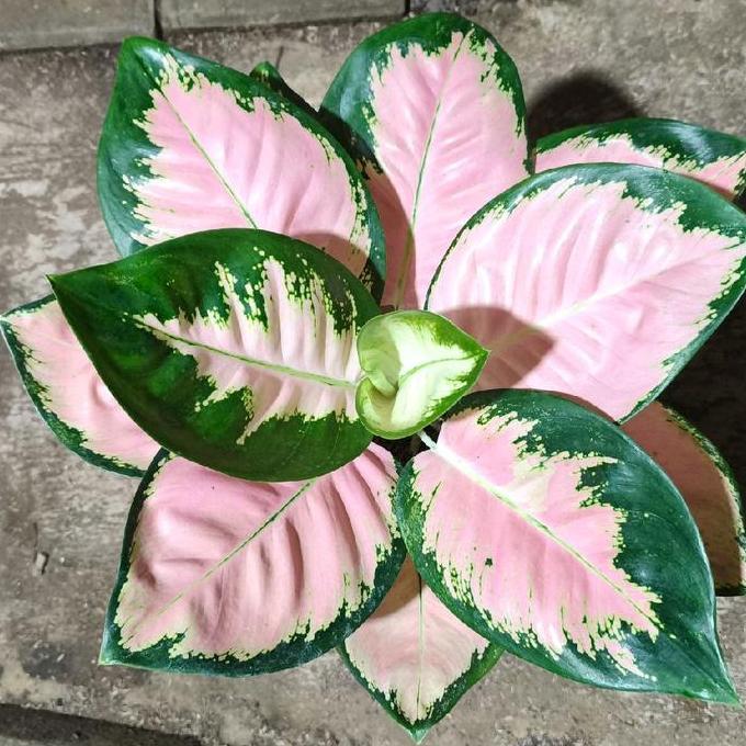 Terlaris Aglonema Monalisa Induk Daun Banyak