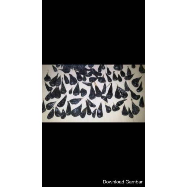 Empedu Ular Cobra Asli Ibu Aminah