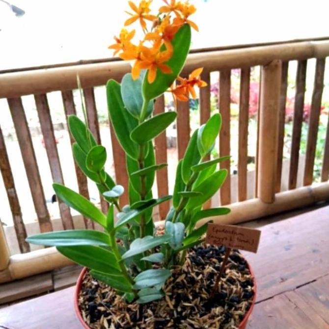 Anggrek tanah/tanaman anggrek tanah epidendrum