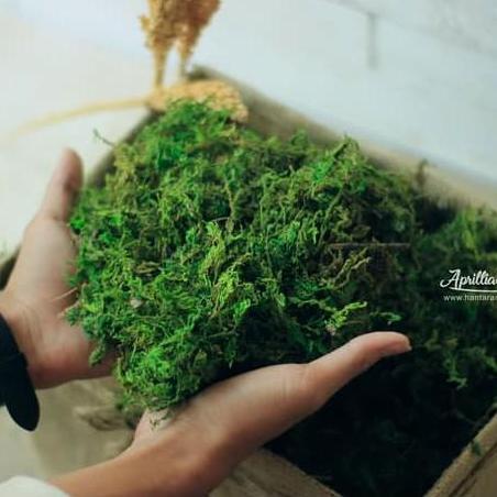 lumut HIJAU PREMIUM artificial 1 kg lumut kering rumput halus sintetis