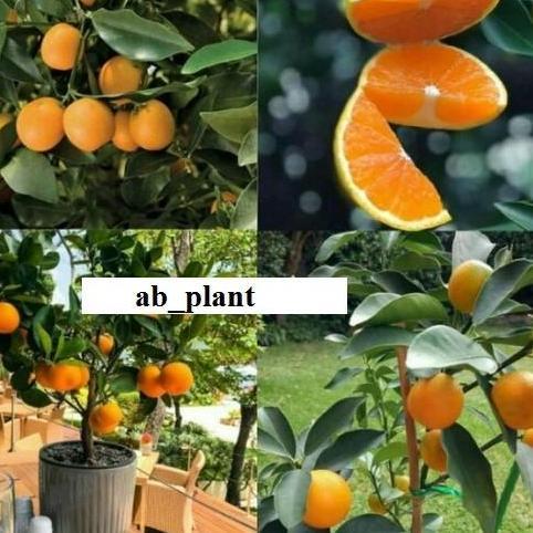 Bibit jeruk kimkit madu sudah berbuah super